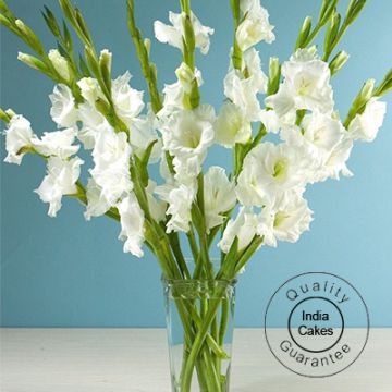 15 GLADIOLI