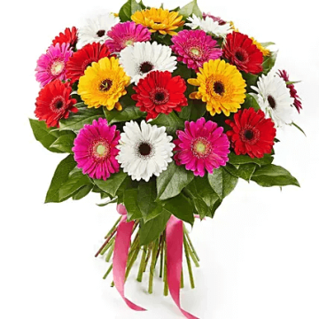 20 Mix Gerberas Blooming Bunch