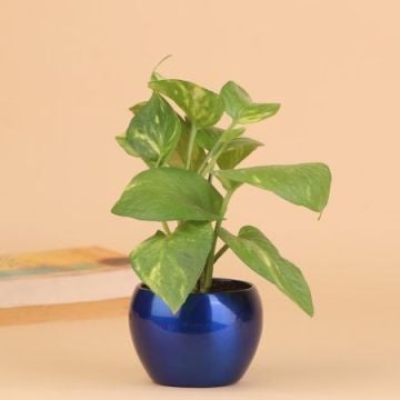 Delightful Money Plant