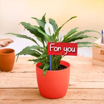 Peace Lily For You Plant