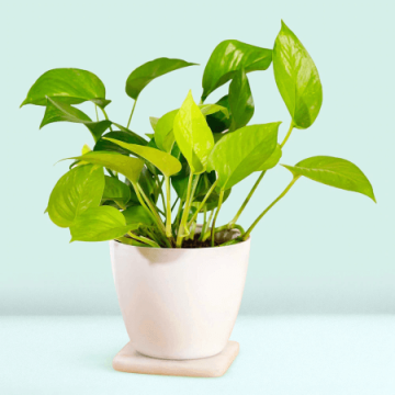 Pleasurable Money Plant