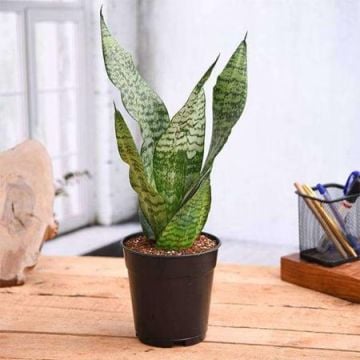 Priceless Snake Plant