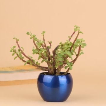 Providence Jade Plant