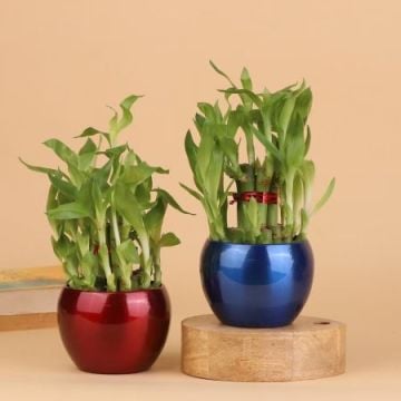 Bamboo Plant Combo