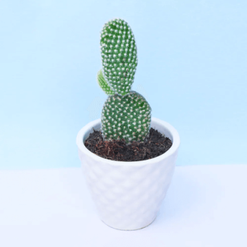 Cutie Cactus Plant