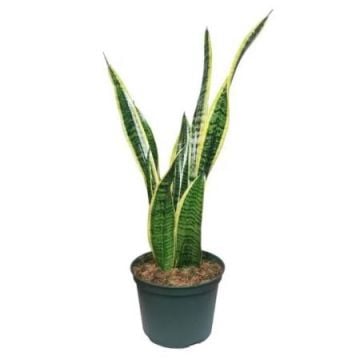 Elegant Snake Plant