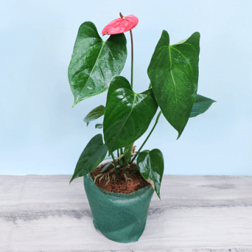 Eternal Anthurium