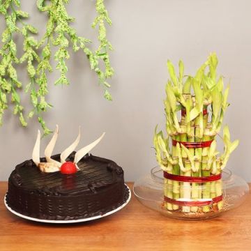 Half Kg Chocolate Cake with a Bamboo Plant