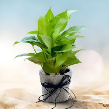 Pleasing Money Plant