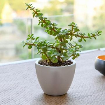 Precious Jade Plant